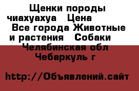 Щенки породы чиахуахуа › Цена ­ 12 000 - Все города Животные и растения » Собаки   . Челябинская обл.,Чебаркуль г.